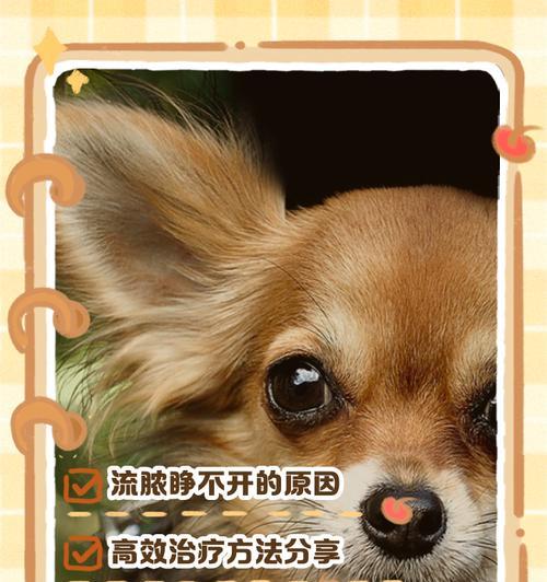 小心这3种眼睛炎症，治疗慢了可能要摘除眼睛（了解眼睛炎症，保护狗狗的视力健康）