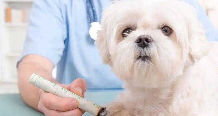 狗狗肺气肿（了解狗狗肺气肿的常见表现及其处理方法）