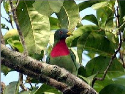 探索鸟类世界的多样性——了解不同种类的鸟类（种类繁多的鸟类世界，多样的形态与习性）