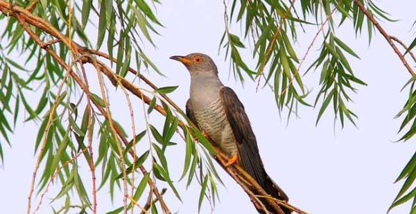 探索鸟类世界的多样性——了解不同种类的鸟类（种类繁多的鸟类世界，多样的形态与习性）