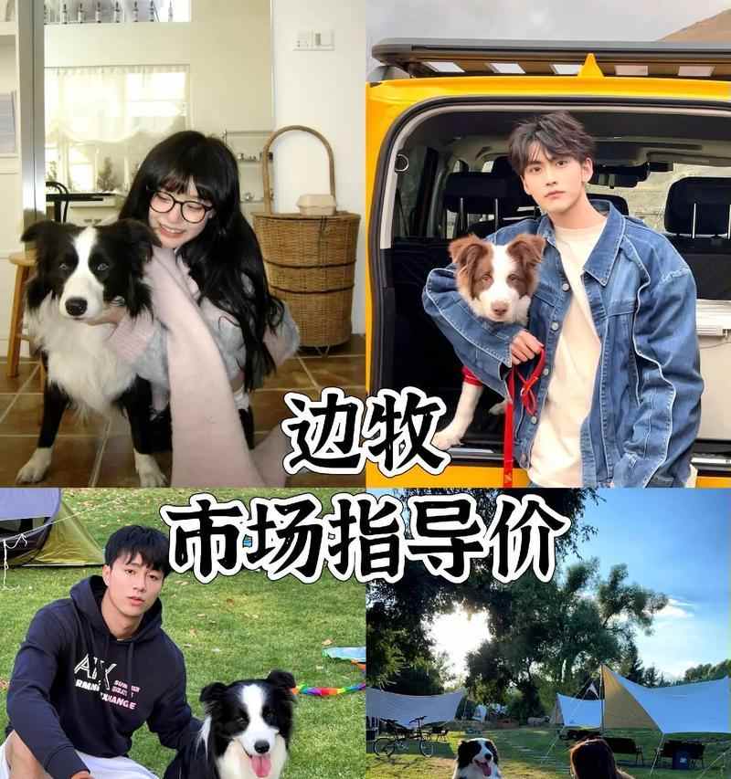 边牧的价格和优缺点（了解边牧的价格和特点，选择适合自己的宠物伴侣）
