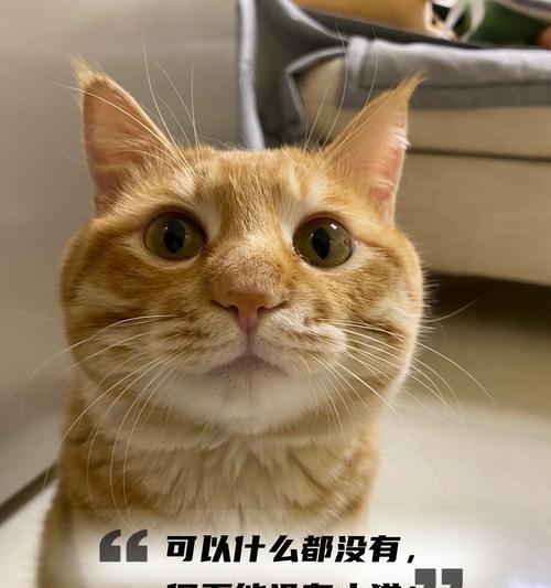 探秘黑猫咪的幸运招财与专属节日（全网封它最爱撒娇的猫咪，探索其特殊魅力与神奇能量）