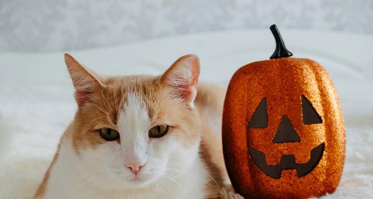 探秘黑猫咪的幸运招财与专属节日（全网封它最爱撒娇的猫咪，探索其特殊魅力与神奇能量）