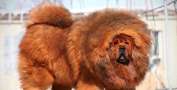 世界上价值连城的五种狗，一只能抵一套房（揭开豪华犬界的奢华面纱，它们价值惊人！）