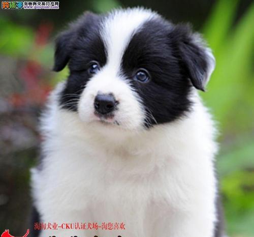 边牧的价格和优缺点（了解边牧的价格和特点，选择适合自己的宠物伴侣）