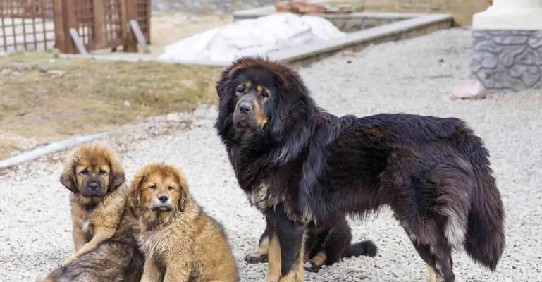 世界上价值连城的五种狗，一只能抵一套房（揭开豪华犬界的奢华面纱，它们价值惊人！）