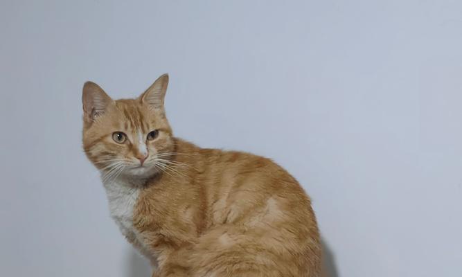黑猫咪的幸运招财与专属节日全攻略