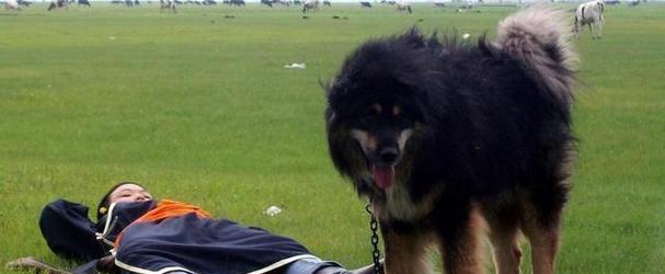 豪华犬价值揭秘：5种天价犬种竟能抵一套房全攻略