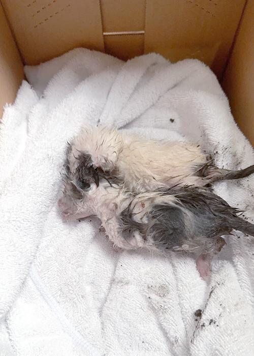 猫咪产后多久开始有奶水（了解猫咪产后哺乳时间，宝宝的健康靠你）