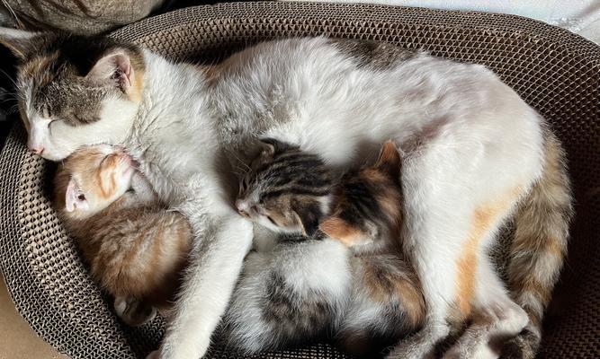 猫咪产后多久开始有奶水（了解猫咪产后哺乳时间，宝宝的健康靠你）