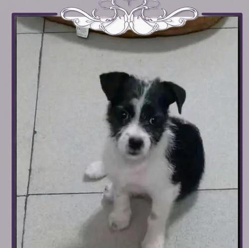 小狗受惊吓后需要多久恢复正常？（了解小狗受惊吓后的行为变化及恢复时间）