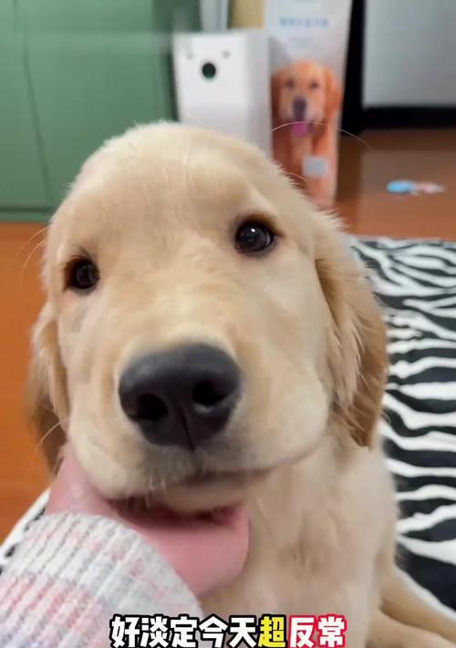 小狗受惊吓后需要多久恢复正常？（了解小狗受惊吓后的行为变化及恢复时间）