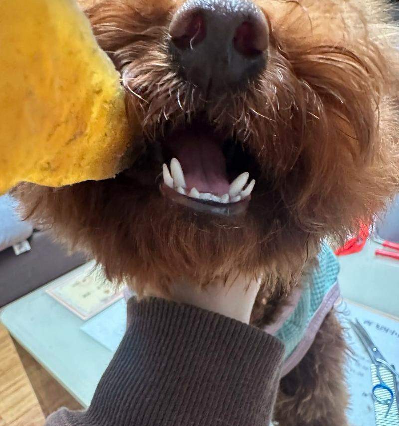 小泰迪的牙齿更替周期及保养方法（探寻小泰迪换牙的奥秘，让它拥有健康的牙齿）