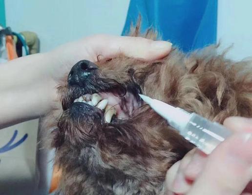 小泰迪的牙齿更替周期及保养方法（探寻小泰迪换牙的奥秘，让它拥有健康的牙齿）