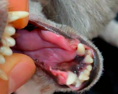 小泰迪的牙齿更替周期及保养方法（探寻小泰迪换牙的奥秘，让它拥有健康的牙齿）