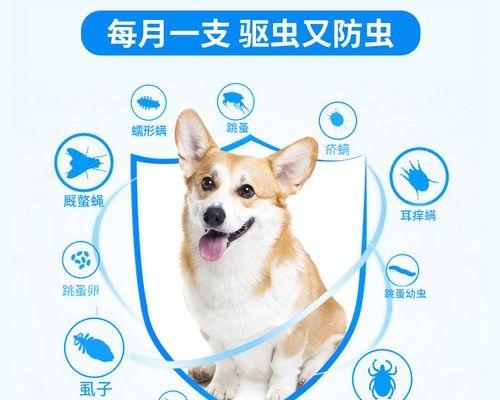 哈士奇驱虫指南（保护您的哈士奇免受寄生虫侵害的关键）