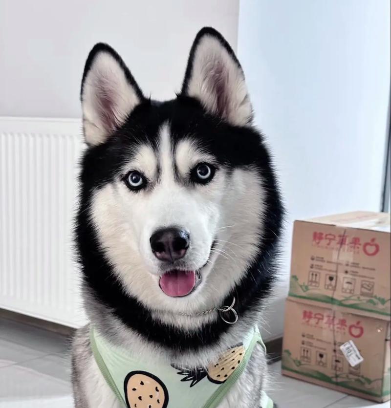 哈士奇驱虫指南（保护您的哈士奇免受寄生虫侵害的关键）