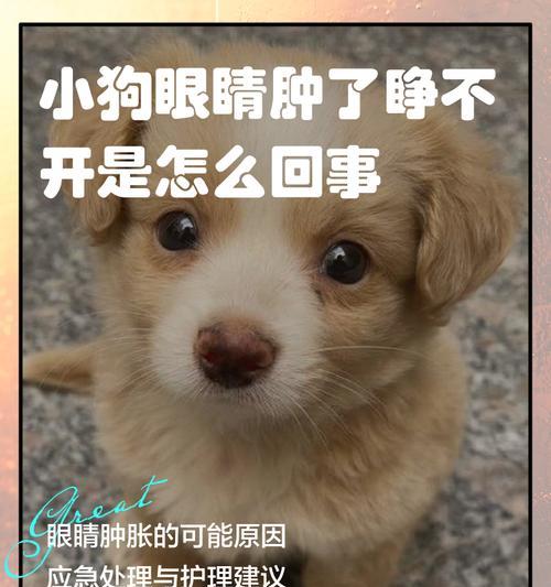 小狗生下来多久睁开眼？（了解小狗的眼睛成长周期）