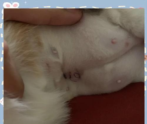 母猫绝育手术陪护时间有多长？（了解母猫绝育手术的陪护需求及时间安排）