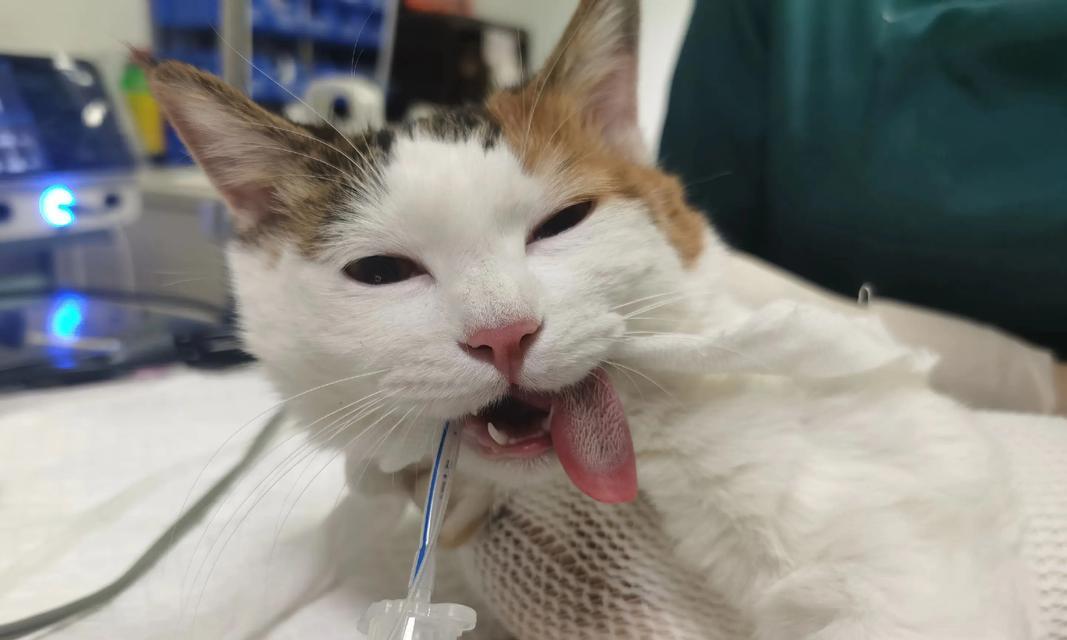 母猫绝育手术陪护时间有多长？（了解母猫绝育手术的陪护需求及时间安排）