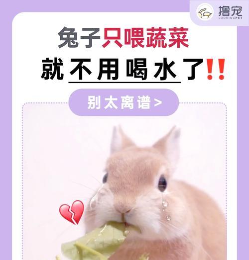 兔子拉软便怎么办？——解决兔子拉软便的方法（兔子大量拉软便的原因及应对措施）