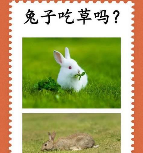 兔子拉软便怎么办？——解决兔子拉软便的方法（兔子大量拉软便的原因及应对措施）