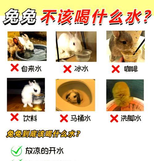 兔子拉软便怎么办？——解决兔子拉软便的方法（兔子大量拉软便的原因及应对措施）