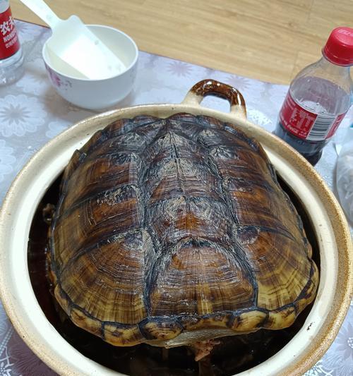 乌龟的饮食乐园（乌龟吃什么食物大全及其营养需求解析）