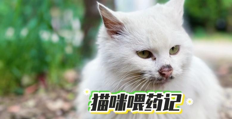 猫咪拉稀多久会好？（探讨猫咪拉稀的持续时间和治疗方法）