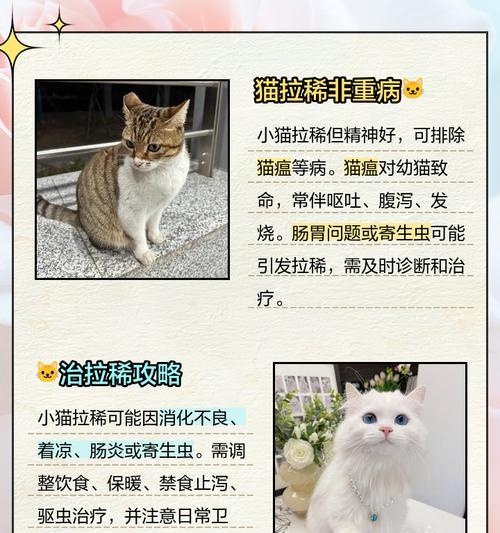 猫咪拉稀多久会好？（探讨猫咪拉稀的持续时间和治疗方法）