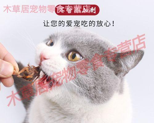 猫咪可享用的零食大揭秘（猫吃什么零食好？为您的爱猫提供美味与营养）