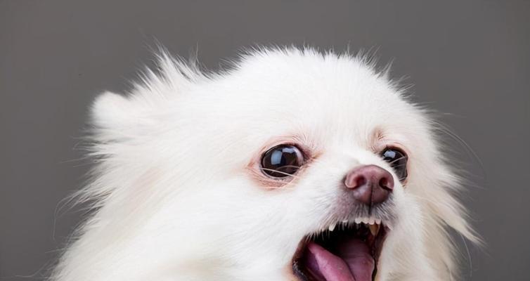 博美犬（了解博美犬的称号和魅力）