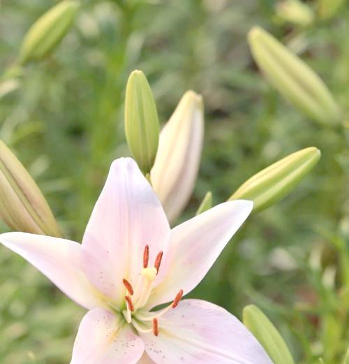 狗狗的毒药（揭秘10种常见家养植物，它们对狗狗的毒性有多大？）