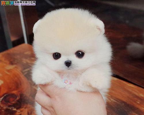 博美犬（了解博美犬的称号和魅力）