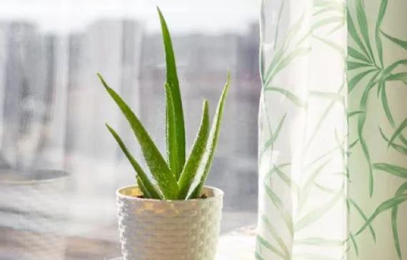 狗狗的毒药（揭秘10种常见家养植物，它们对狗狗的毒性有多大？）