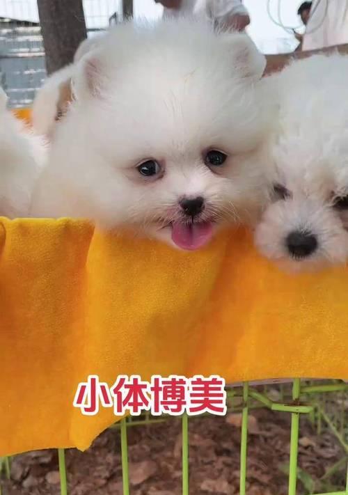 博美犬称号魅力全攻略