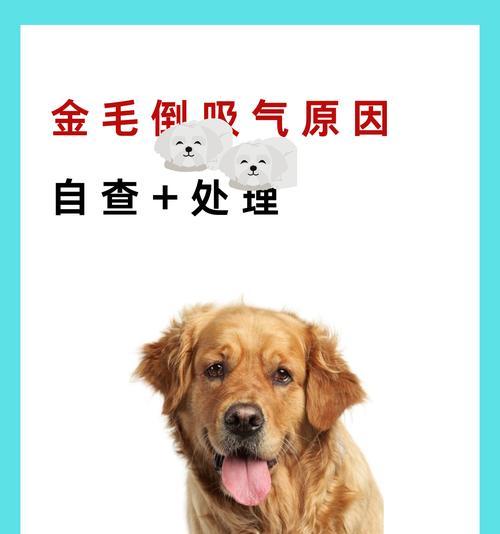 狗鼻肿瘤症状及预防措施全攻略