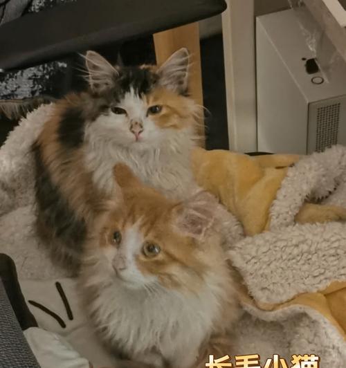 母猫剃毛后的毛发生长时间及注意事项（了解猫咪剃毛后毛发生长周期，让你的毛球宝贝恢复美丽）