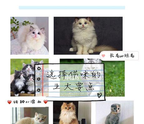 母猫剃毛后的毛发生长时间及注意事项（了解猫咪剃毛后毛发生长周期，让你的毛球宝贝恢复美丽）