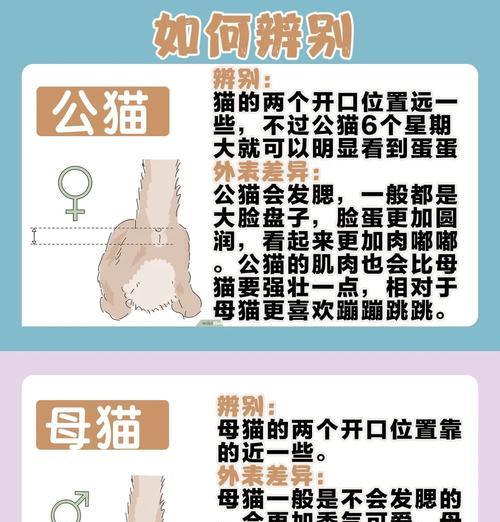 母猫剃毛后毛发生长周期及注意事项全攻略