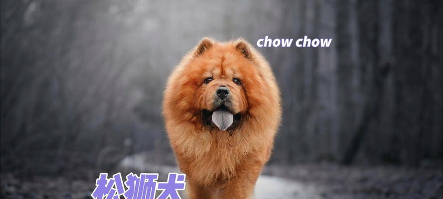 新手养松狮（以觉得松狮好养吗？新手养松狮该注意什么事项？）