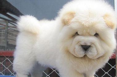 新手养松狮（以觉得松狮好养吗？新手养松狮该注意什么事项？）