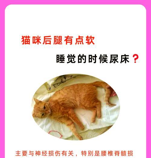 猫总尿床的解决办法（宠物猫尿床问题的处理方法）