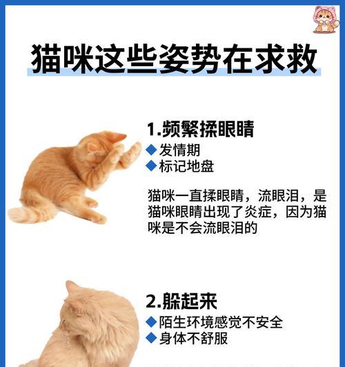 猫总尿床的解决办法（宠物猫尿床问题的处理方法）