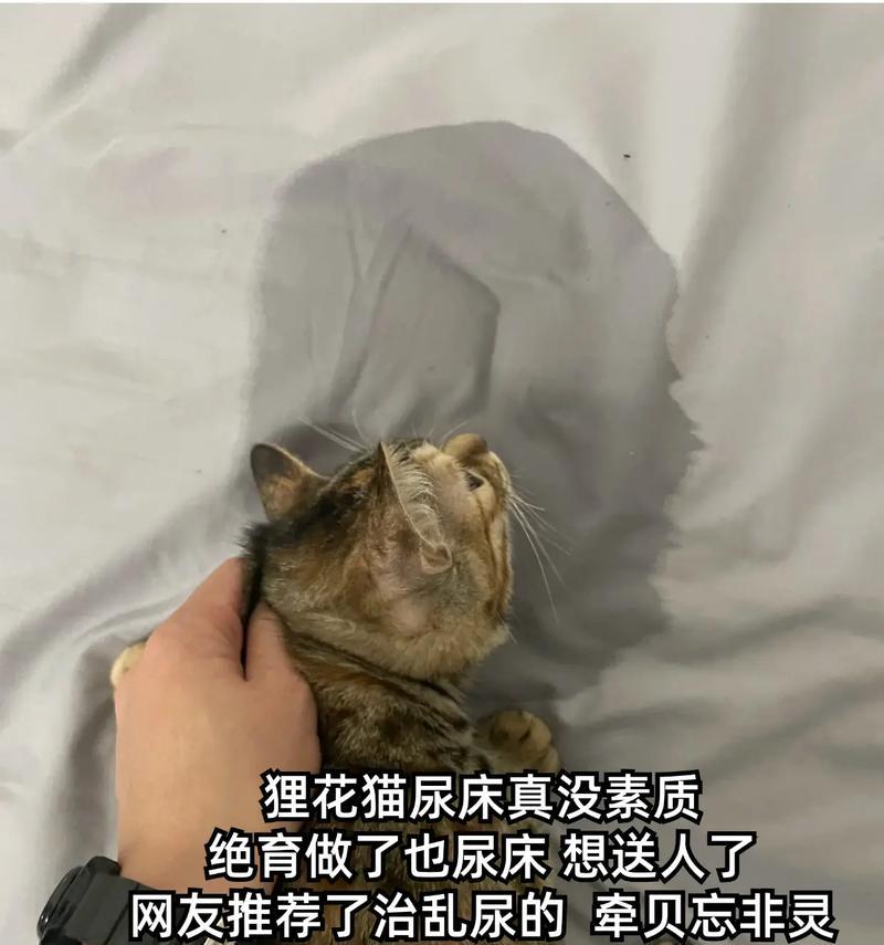 猫总尿床的解决办法（宠物猫尿床问题的处理方法）