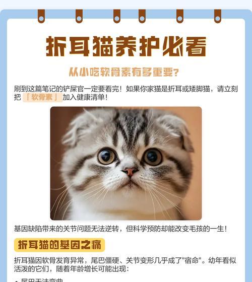 探秘折耳猫（揭秘折耳猫尾巴结构与特点，解读尾巴节段现象）