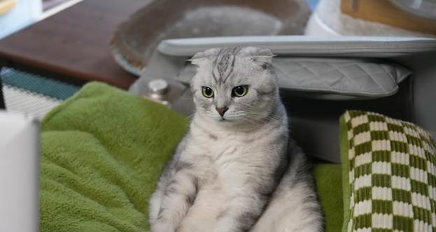 探秘折耳猫（揭秘折耳猫尾巴结构与特点，解读尾巴节段现象）