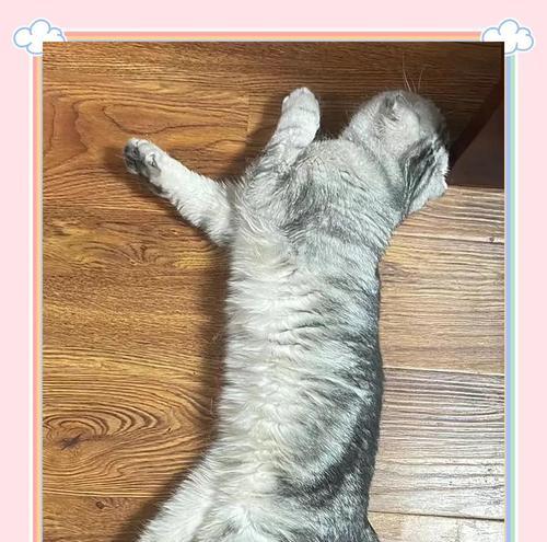 探秘折耳猫（揭秘折耳猫尾巴结构与特点，解读尾巴节段现象）