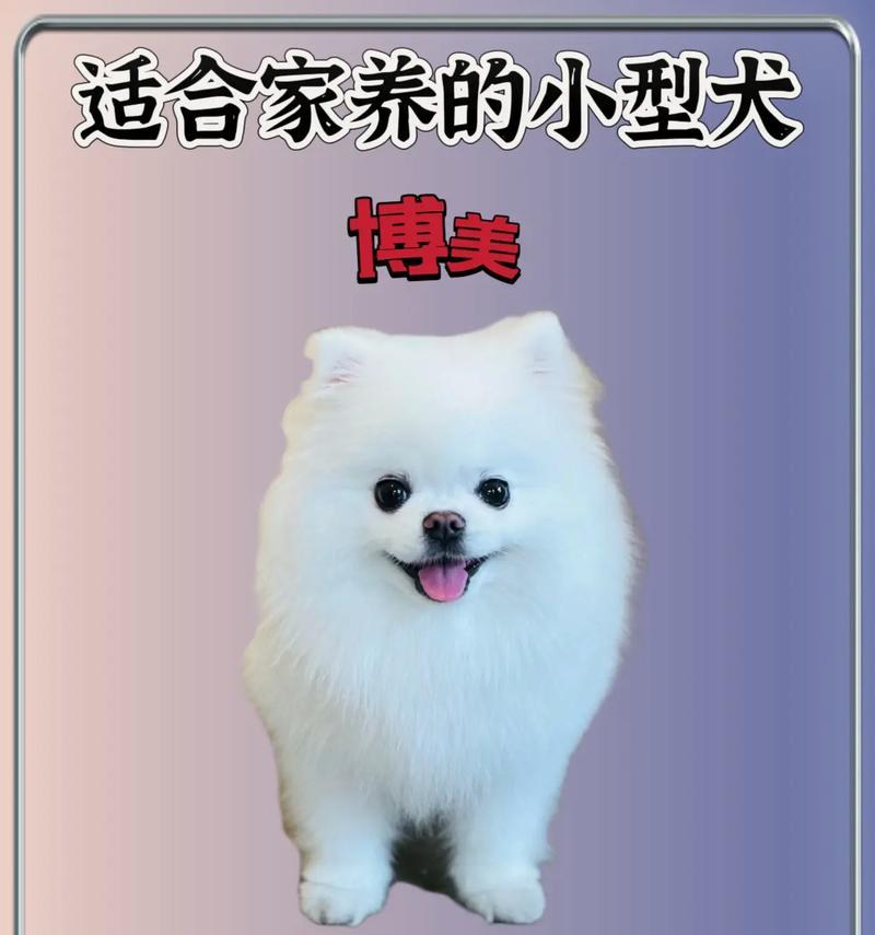 十大新手最好养的小型犬种｜养狗全攻略