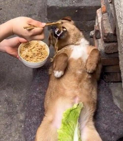 狗狗食用玉米的影响及注意事项（了解狗狗食用玉米的好处与潜在风险）